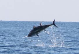 Tuna fishing Nova Scotia